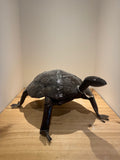 Sea Tortoise of Varnished & Upcycled Metal
